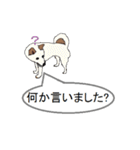 白柴犬のバニラちゃん（個別スタンプ：28）