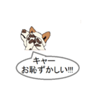 白柴犬のバニラちゃん（個別スタンプ：29）