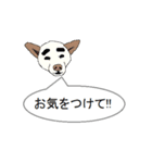 白柴犬のバニラちゃん（個別スタンプ：33）