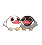 QQ Java Sparrow（個別スタンプ：33）