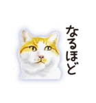 特別ではない猫たち 2（個別スタンプ：13）