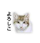 特別ではない猫たち 2（個別スタンプ：17）