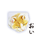 特別ではない猫たち 2（個別スタンプ：19）