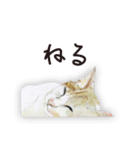 特別ではない猫たち 2（個別スタンプ：36）