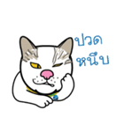 Cat-Lunla（個別スタンプ：3）