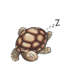 Sulcata tortoise（個別スタンプ：2）