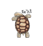 Sulcata tortoise（個別スタンプ：3）