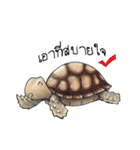 Sulcata tortoise（個別スタンプ：4）