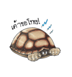 Sulcata tortoise（個別スタンプ：5）