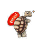 Sulcata tortoise（個別スタンプ：6）