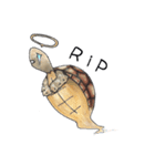 Sulcata tortoise（個別スタンプ：7）