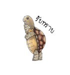 Sulcata tortoise（個別スタンプ：8）