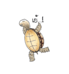 Sulcata tortoise（個別スタンプ：9）