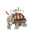 Sulcata tortoise（個別スタンプ：10）