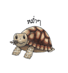 Sulcata tortoise（個別スタンプ：11）