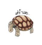 Sulcata tortoise（個別スタンプ：13）