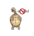 Sulcata tortoise（個別スタンプ：14）