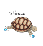 Sulcata tortoise（個別スタンプ：15）