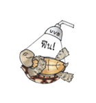 Sulcata tortoise（個別スタンプ：17）