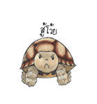 Sulcata tortoise（個別スタンプ：18）