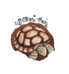 Sulcata tortoise（個別スタンプ：20）