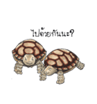 Sulcata tortoise（個別スタンプ：21）