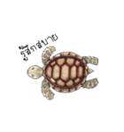 Sulcata tortoise（個別スタンプ：22）