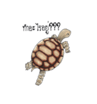 Sulcata tortoise（個別スタンプ：24）