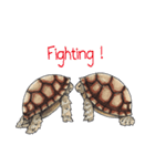 Sulcata tortoise（個別スタンプ：26）