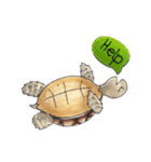 Sulcata tortoise（個別スタンプ：27）