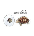 Sulcata tortoise（個別スタンプ：28）