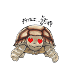 Sulcata tortoise（個別スタンプ：35）