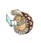 Sulcata tortoise（個別スタンプ：39）