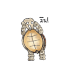 Sulcata tortoise（個別スタンプ：40）