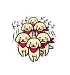 ゴールデンレトリバーぴんきぃのスタンプ（個別スタンプ：36）