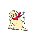 ゴールデンレトリバーぴんきぃのスタンプ（個別スタンプ：39）