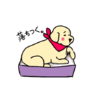 ゴールデンレトリバーぴんきぃのスタンプ（個別スタンプ：40）
