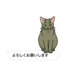 吹き出し仕立ての空きっ腹に猫（個別スタンプ：7）