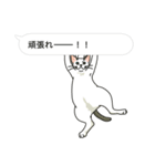 吹き出し仕立ての空きっ腹に猫（個別スタンプ：17）