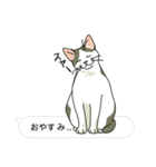 吹き出し仕立ての空きっ腹に猫（個別スタンプ：19）