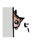 琥珀猫との生活（個別スタンプ：2）