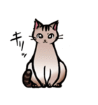 琥珀猫との生活（個別スタンプ：5）