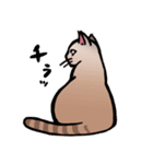 琥珀猫との生活（個別スタンプ：8）