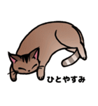 琥珀猫との生活（個別スタンプ：39）