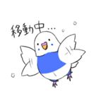 インコのぽぽちゃん（個別スタンプ：36）