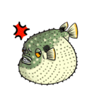Marine Biological star show（個別スタンプ：11）