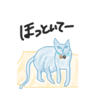 猫のてぃっちゃん（個別スタンプ：19）