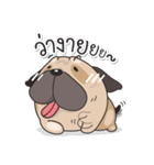 Pongpang the pug（個別スタンプ：1）