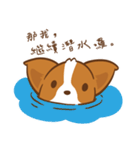 Corgi Dog KaKa - Drama Queen（個別スタンプ：9）