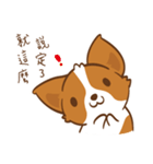 Corgi Dog KaKa - Drama Queen（個別スタンプ：31）